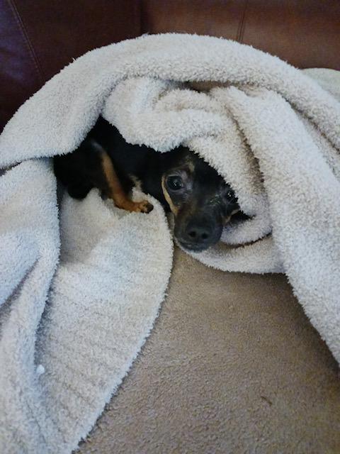 Enlarge Bristol, an adopted mixed breed in Tampa, FL image 2/3