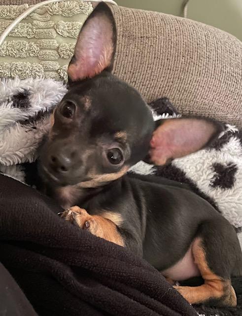Bristol, adopted, Young Female Chihuahua.