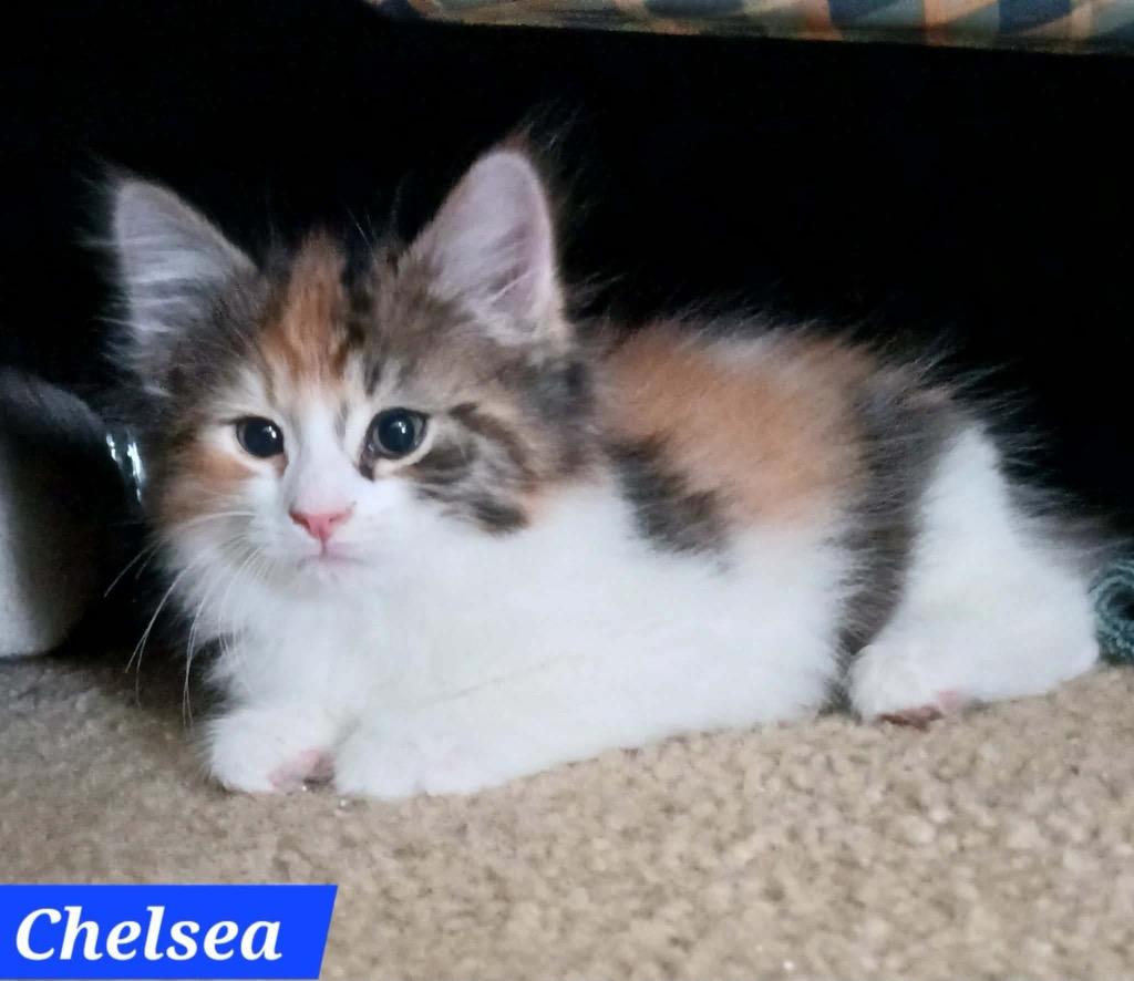 Chelsea Boots, a Adopted mixed breed in Parkville, MD image 2/3