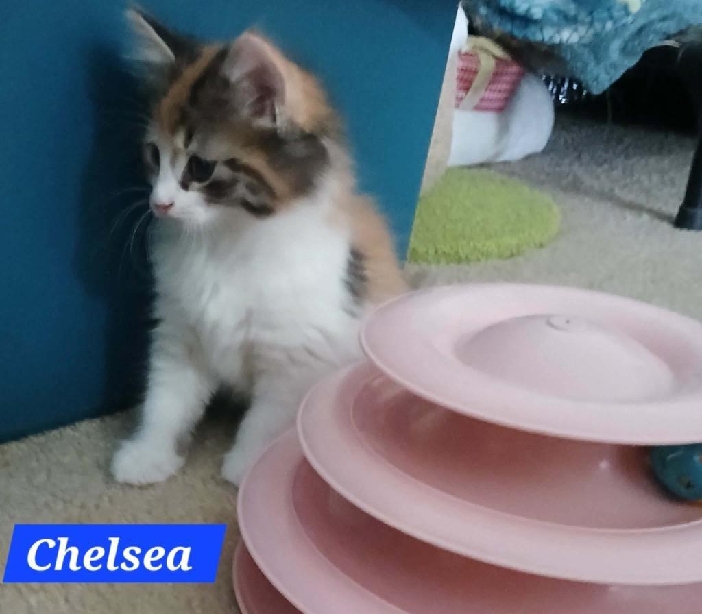 Chelsea Boots, a Adopted mixed breed in Parkville, MD image 3/3