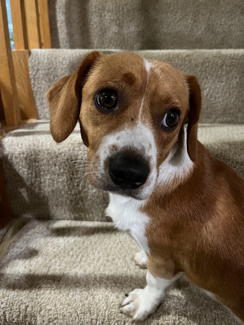 Chester, Adopted, Young Male Beagle & Chiweenie.