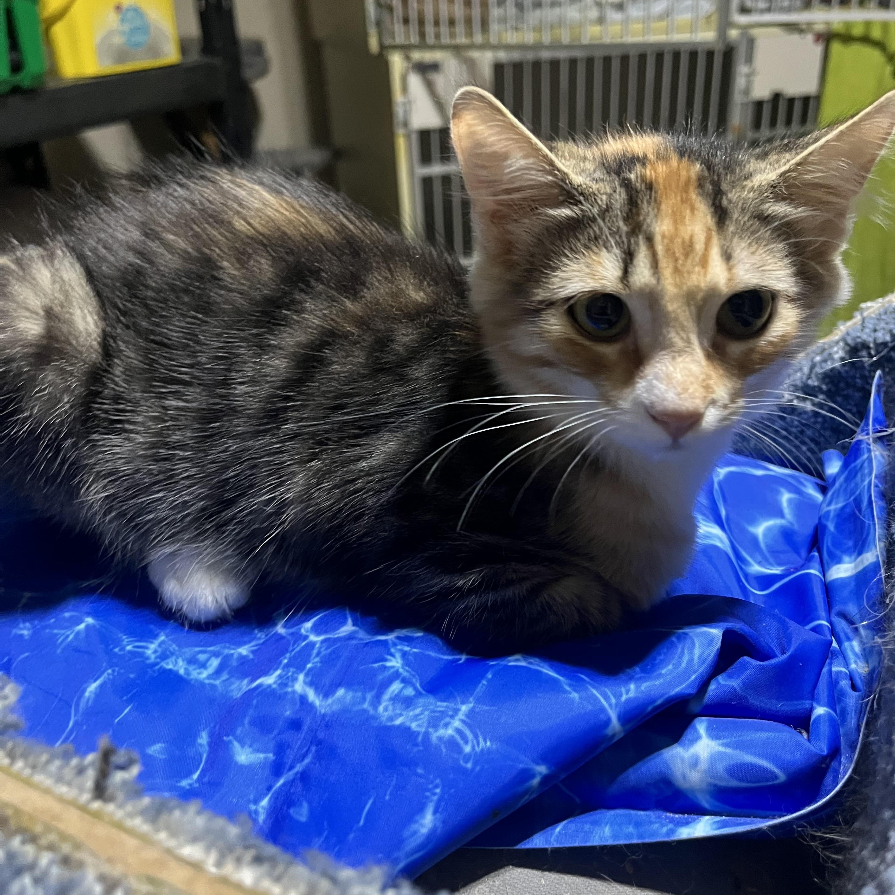 Miss Piggy, Adoptable, Kitten Female Domestic Short Hair.