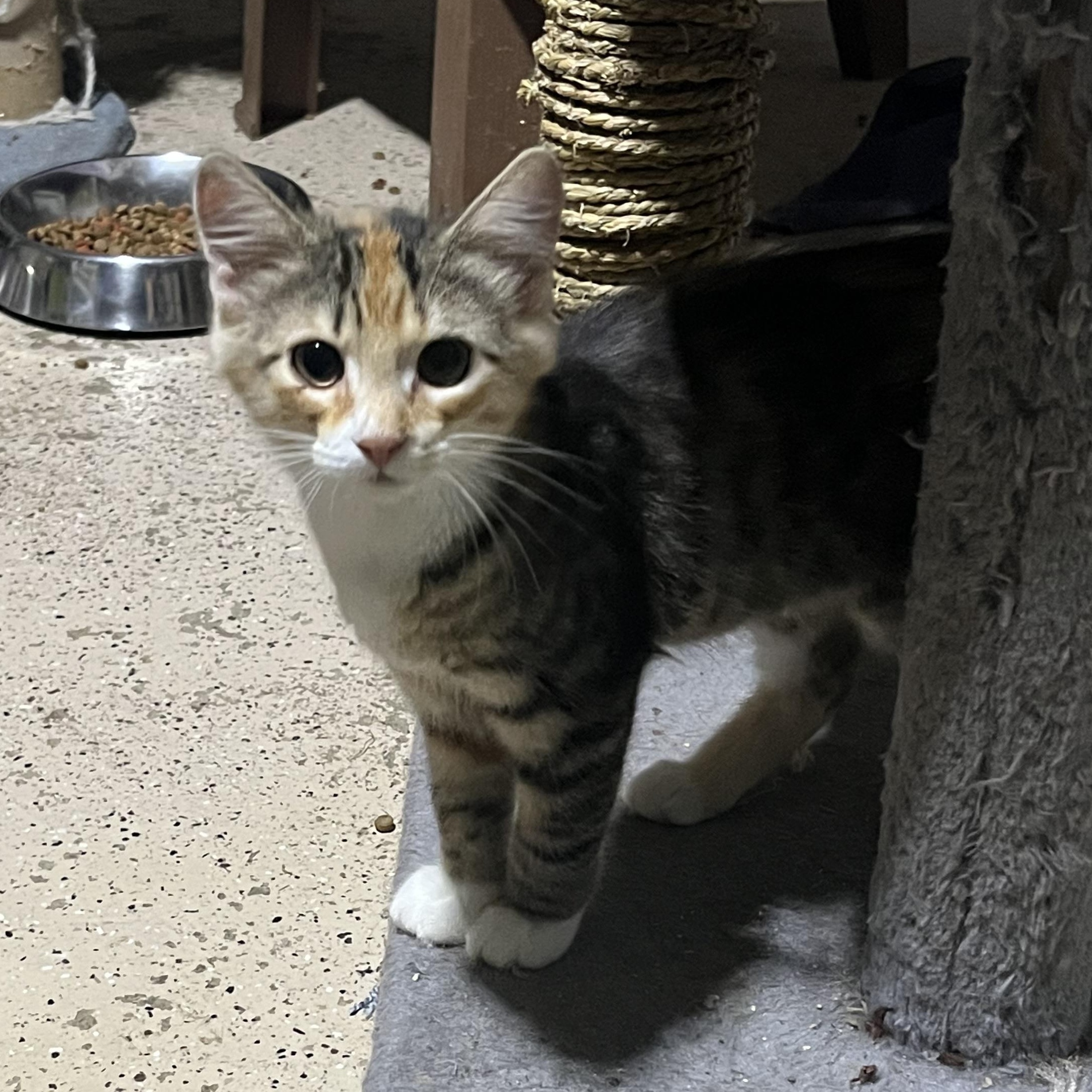 Miss Piggy, a Adoptable Domestic Short Hair in Hamilton, ON image 2/6