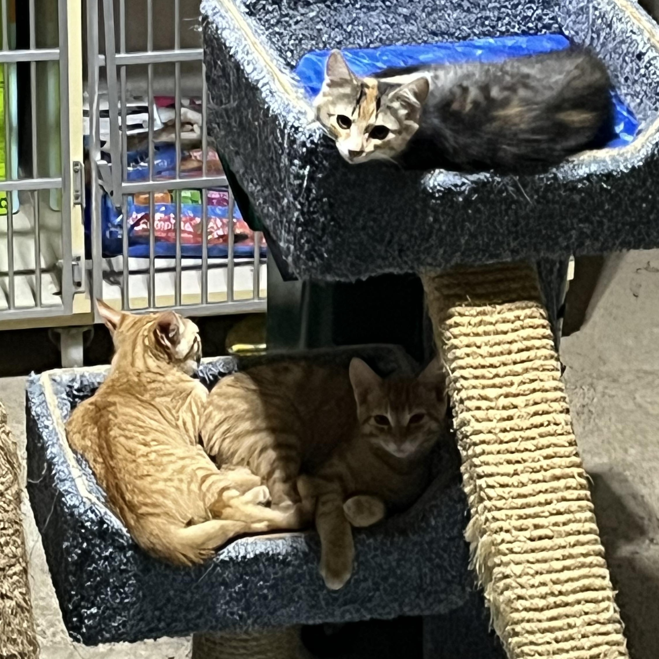 Miss Piggy, a Adoptable Domestic Short Hair in Hamilton, ON image 5/6