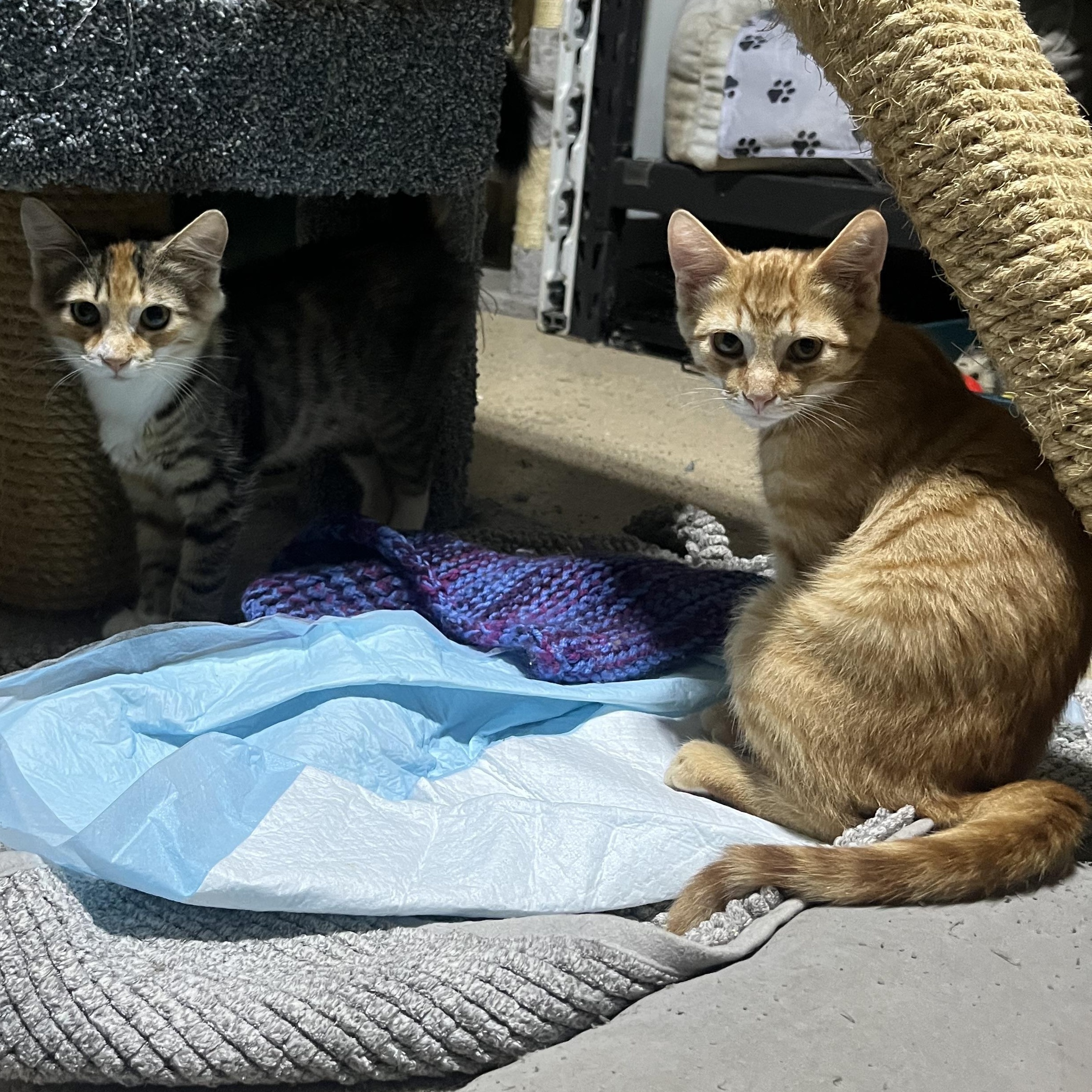 Miss Piggy, a Adoptable Domestic Short Hair in Hamilton, ON image 6/6
