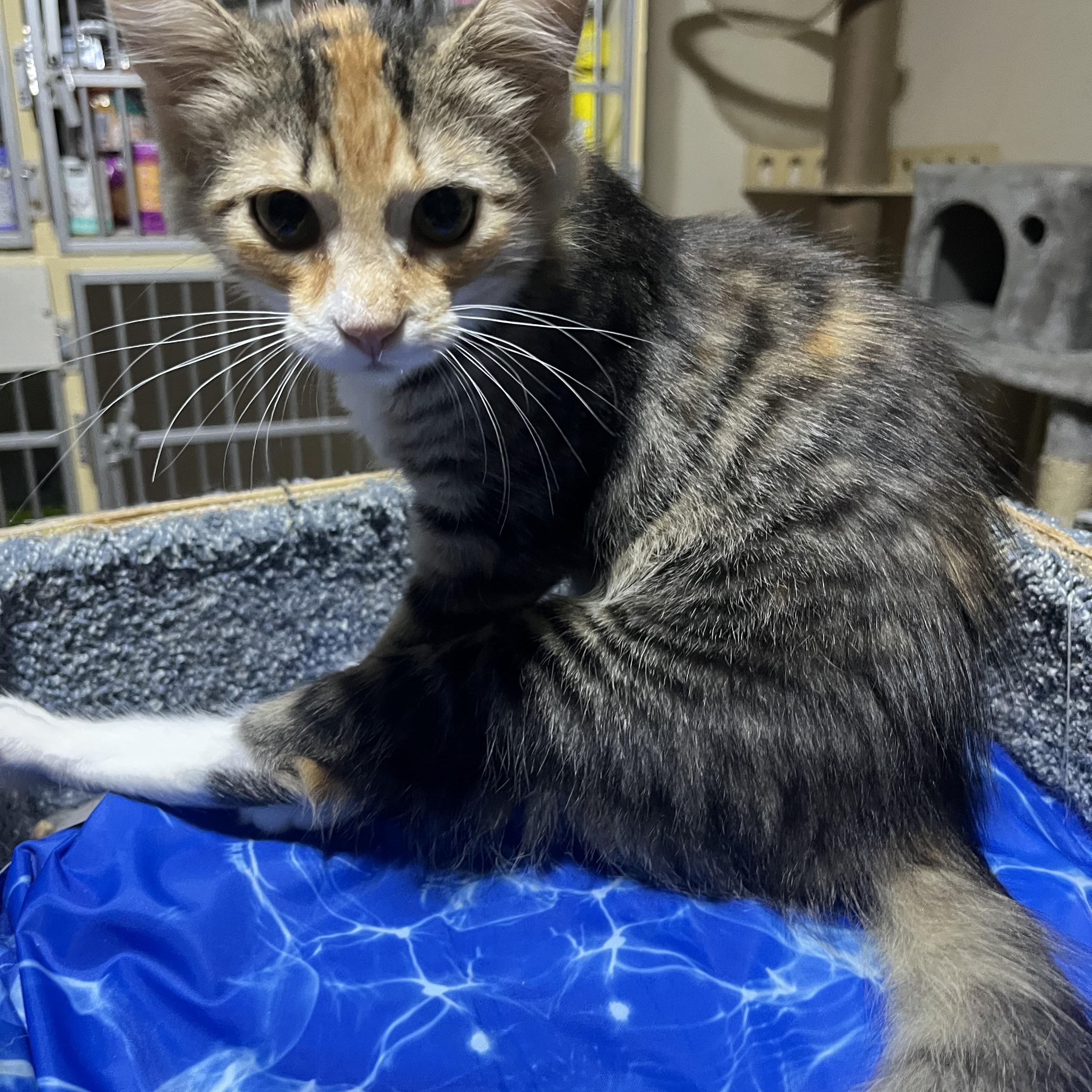 Miss Piggy, a Adoptable Domestic Short Hair in Hamilton, ON image 4/6