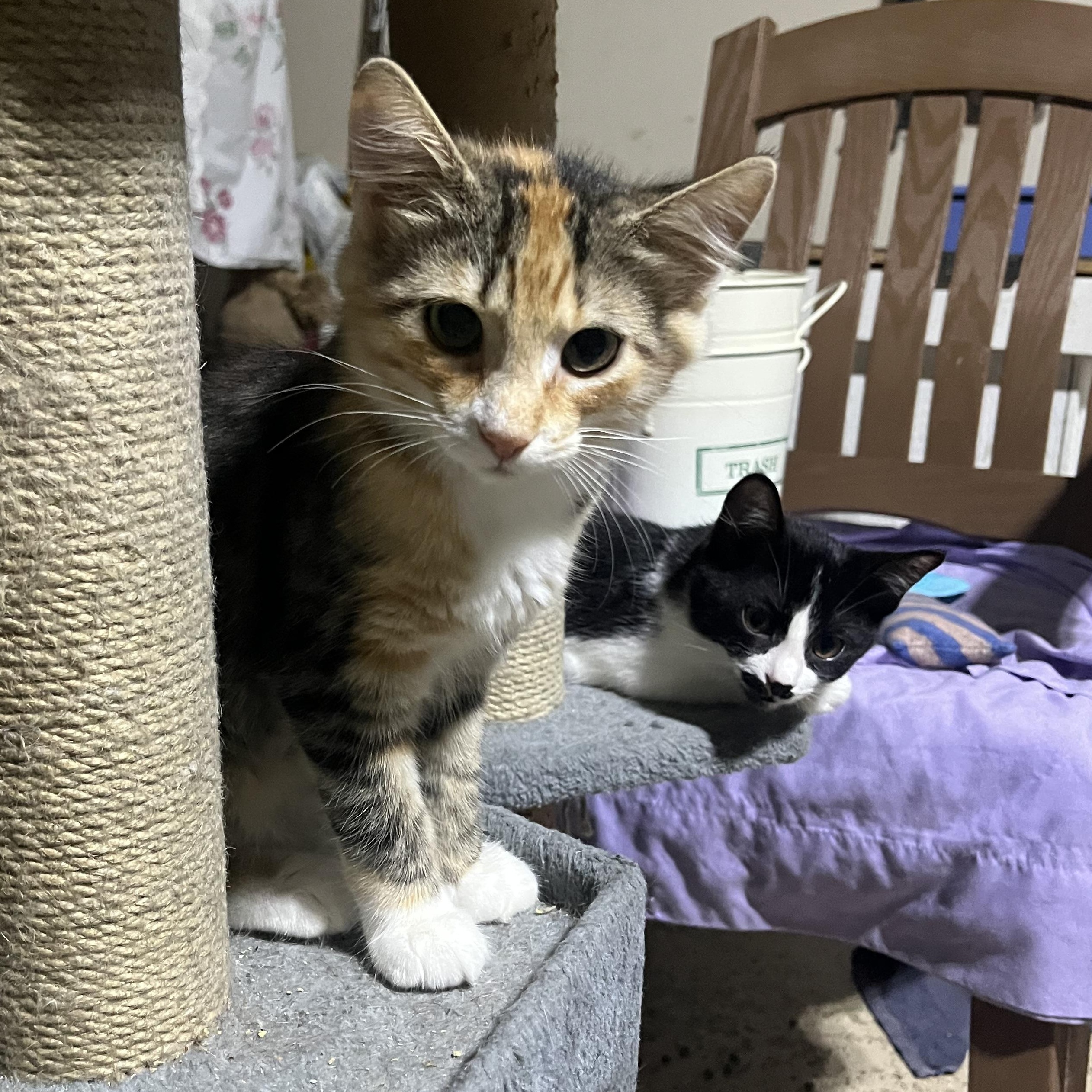 Miss Piggy, a Adoptable Domestic Short Hair in Hamilton, ON image 3/6