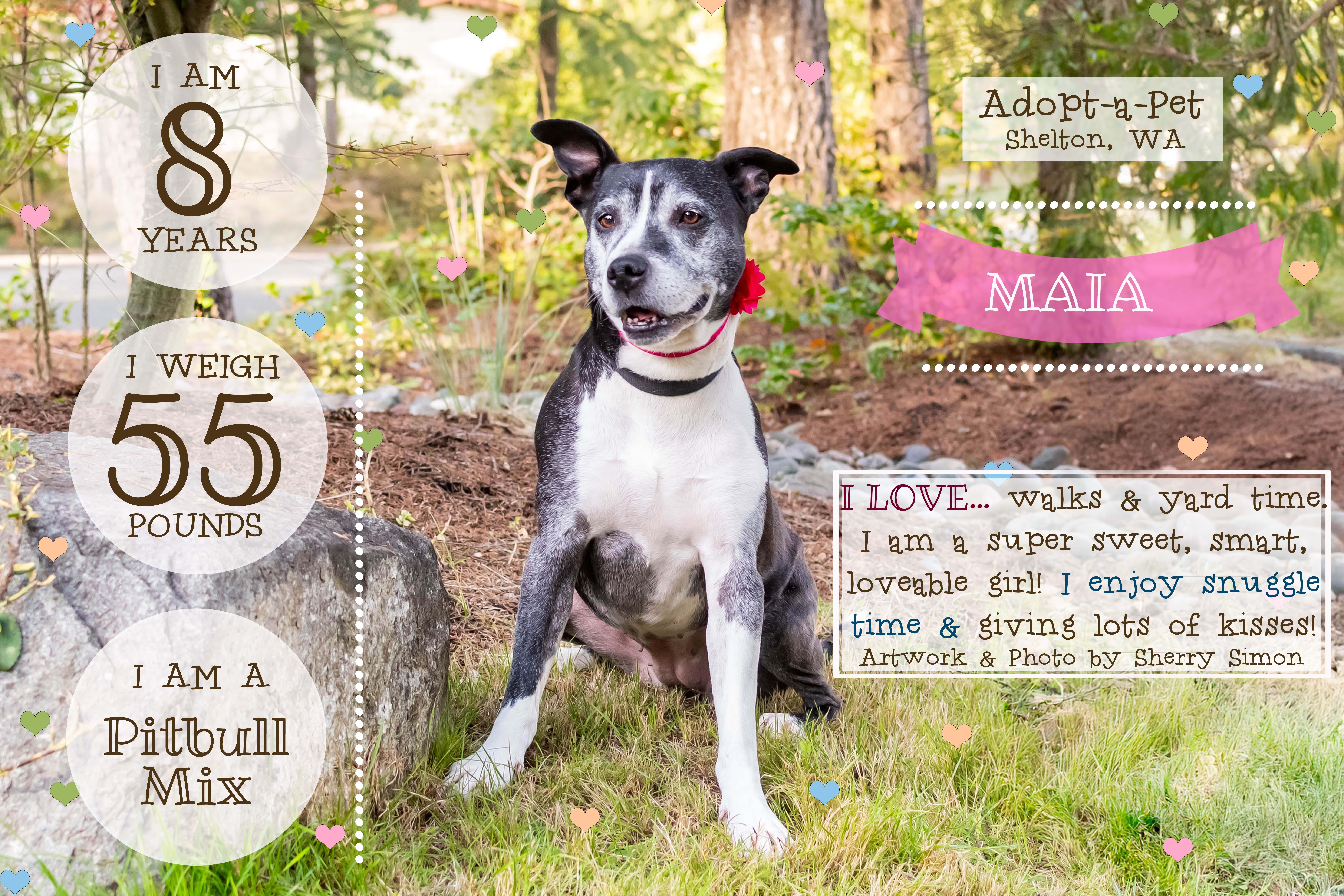 MOMMA MAIA, a Adoptable mixed breed in Shelton, WA image 5/6