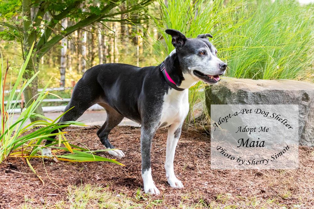 MOMMA MAIA, a Adoptable mixed breed in Shelton, WA image 2/6