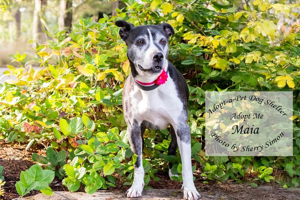 MOMMA MAIA, adoptable, Senior Female Pit Bull Terrier & American Staffordshire Terrier.