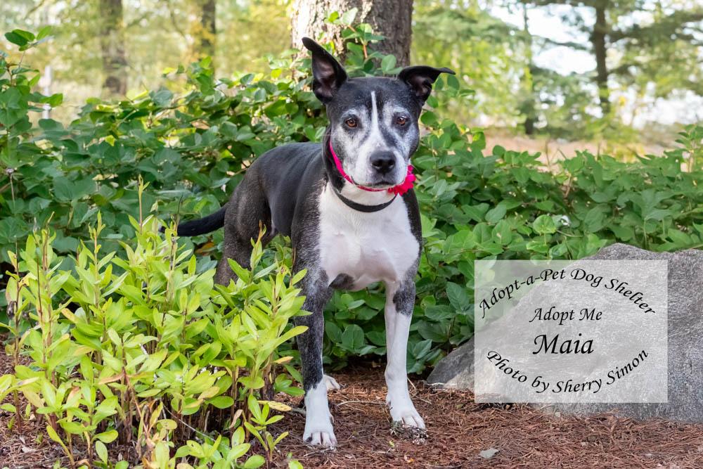 MOMMA MAIA, a Adoptable mixed breed in Shelton, WA image 6/6