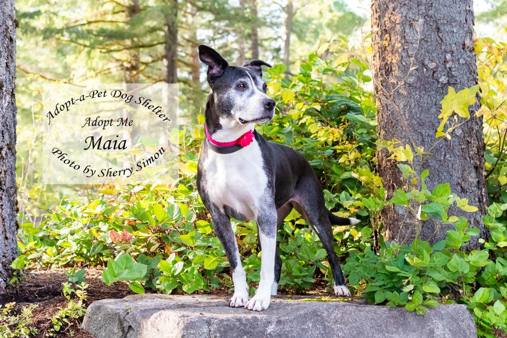 MOMMA MAIA, a Adoptable mixed breed in Shelton, WA image 3/6