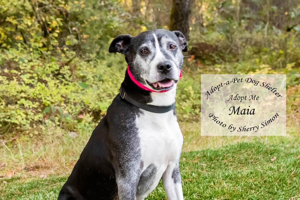 MOMMA MAIA, a Adoptable mixed breed in Shelton, WA image 1/6