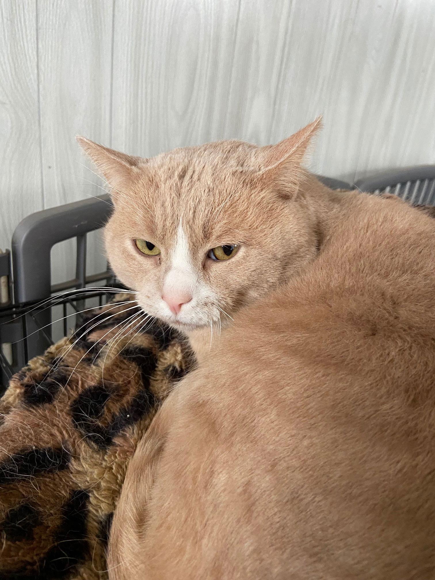 Enlarge Poltergeist, a Adopted Domestic Short Hair in Island Lake, IL image 1/1