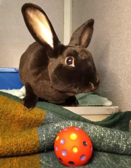 Simon, Adoptable, Baby Male Mini Rex.