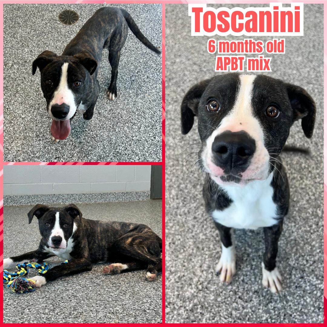 Toscanini, ADOPTABLE, Young Male Pit Bull Terrier.