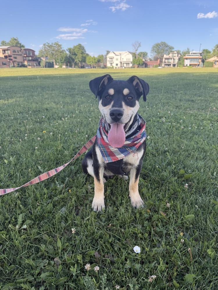 Enlarge Sloan, a Adoptable mixed breed in Denver, CO image 1/3