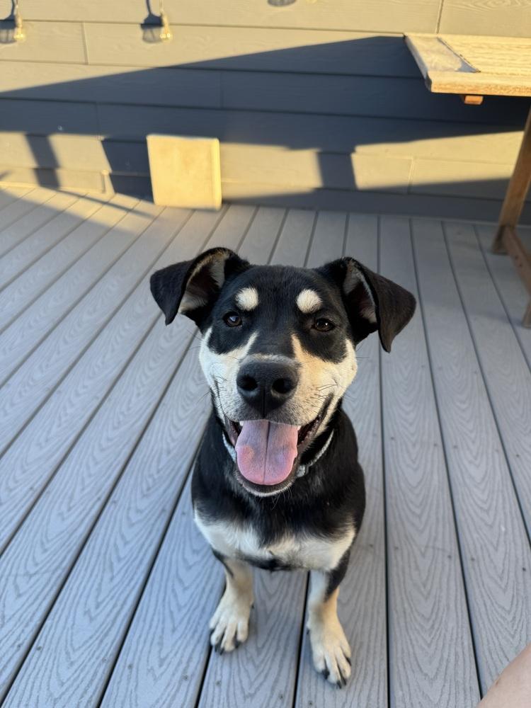 Sully, a Adoptable mixed breed in Denver, CO image 3/6