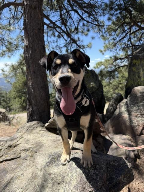 Enlarge Sloan, a Adoptable mixed breed in Denver, CO image 2/3