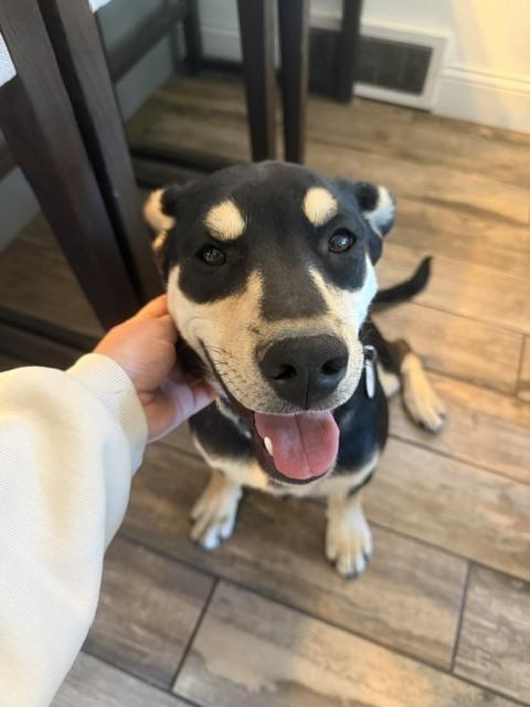 Enlarge Sloan, a Adoptable mixed breed in Denver, CO image 3/3