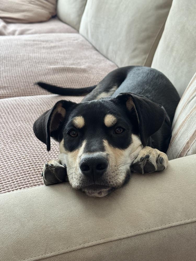 Sully, a Adoptable mixed breed in Denver, CO image 6/6