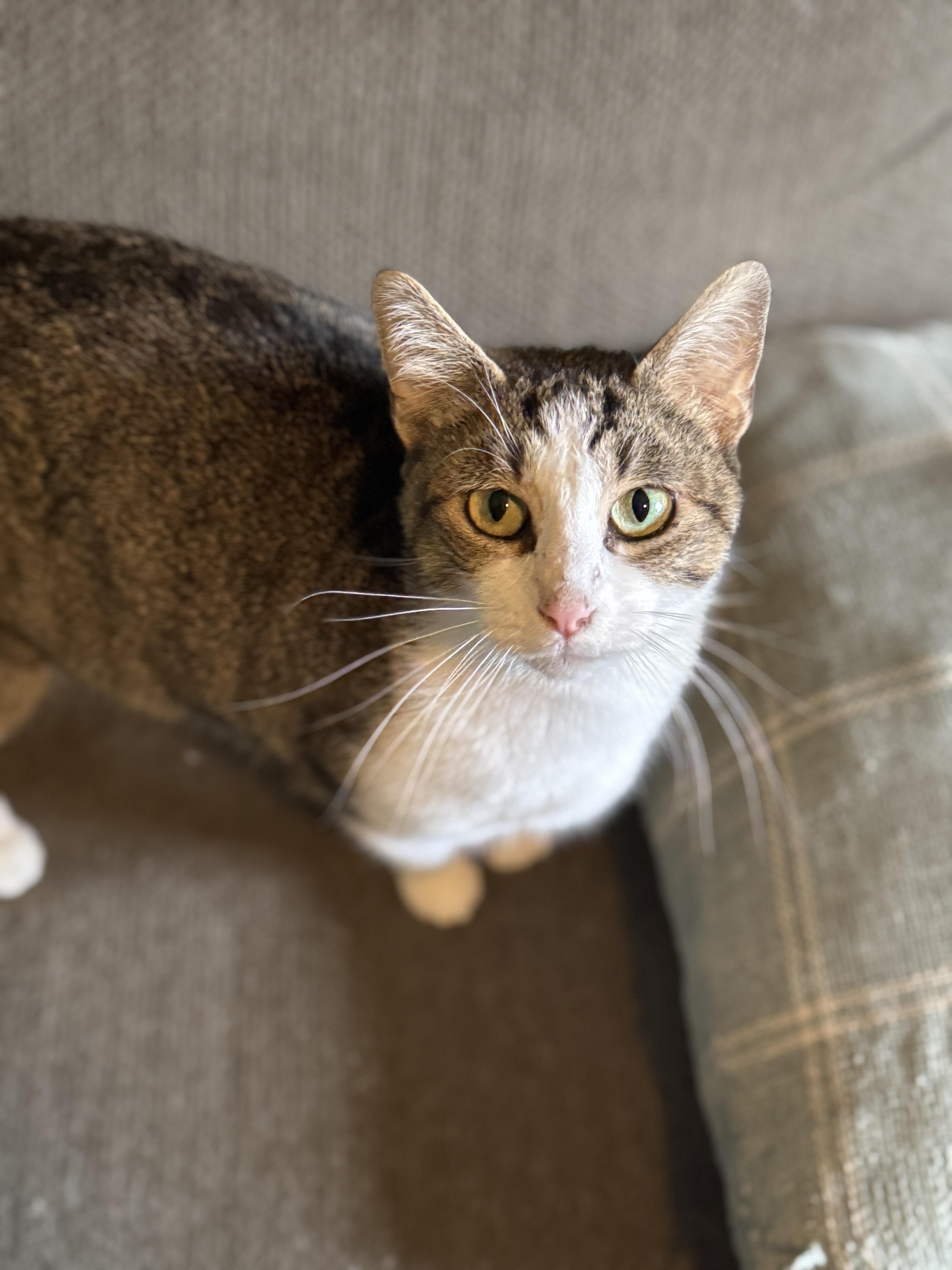 Enlarge Luna, a ADOPTABLE mixed breed in Bennington, VT image 1/1