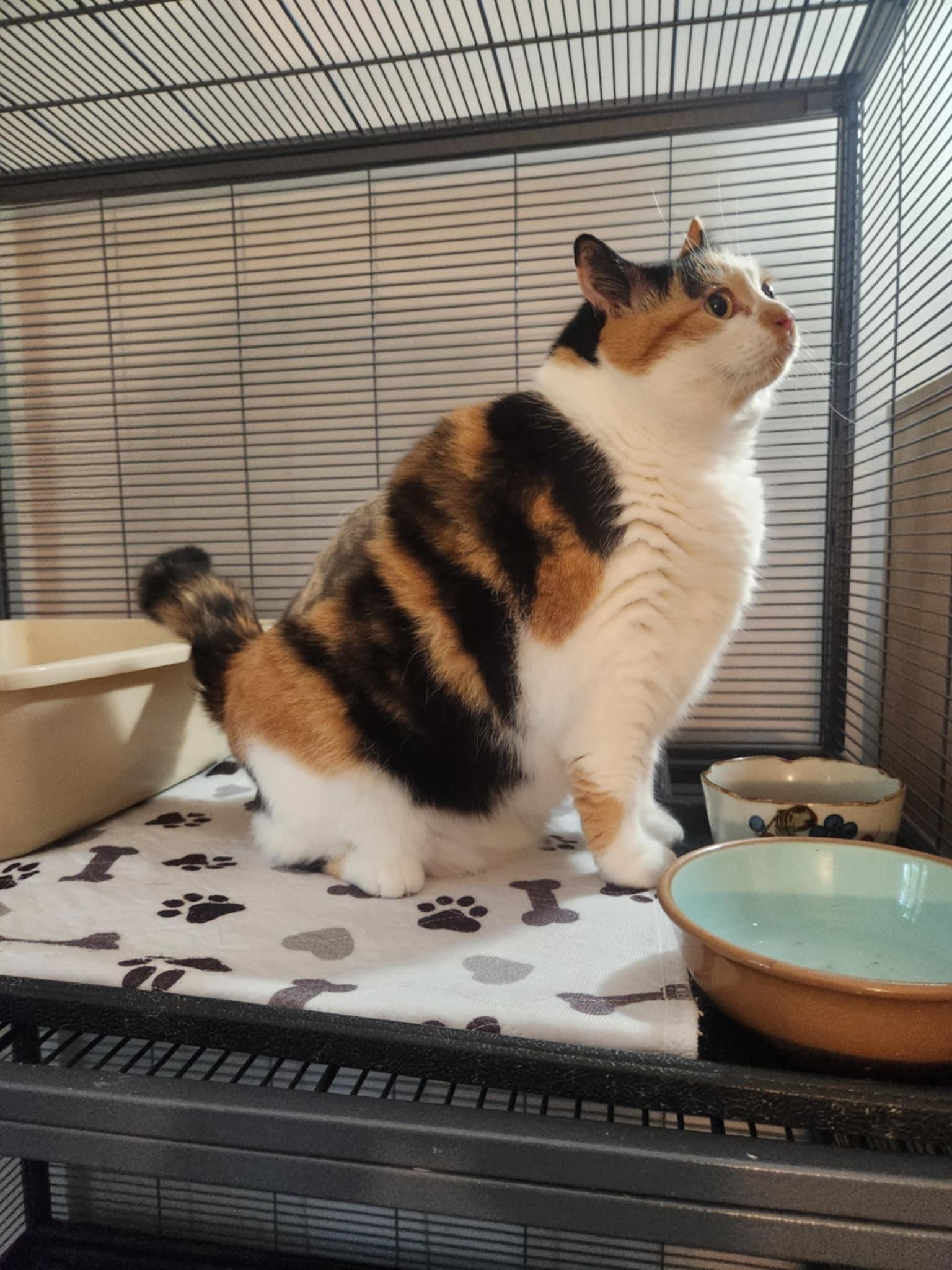 Polly, Adoptable, Adult Female Calico & Domestic Short Hair.