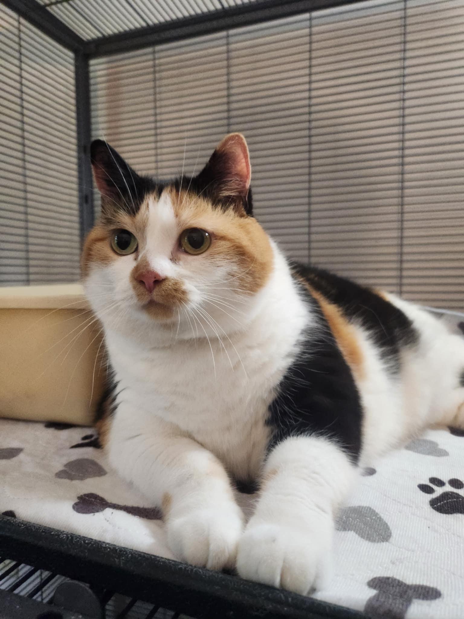 Polly, a Adoptable mixed breed in Seaford, DE image 2/3