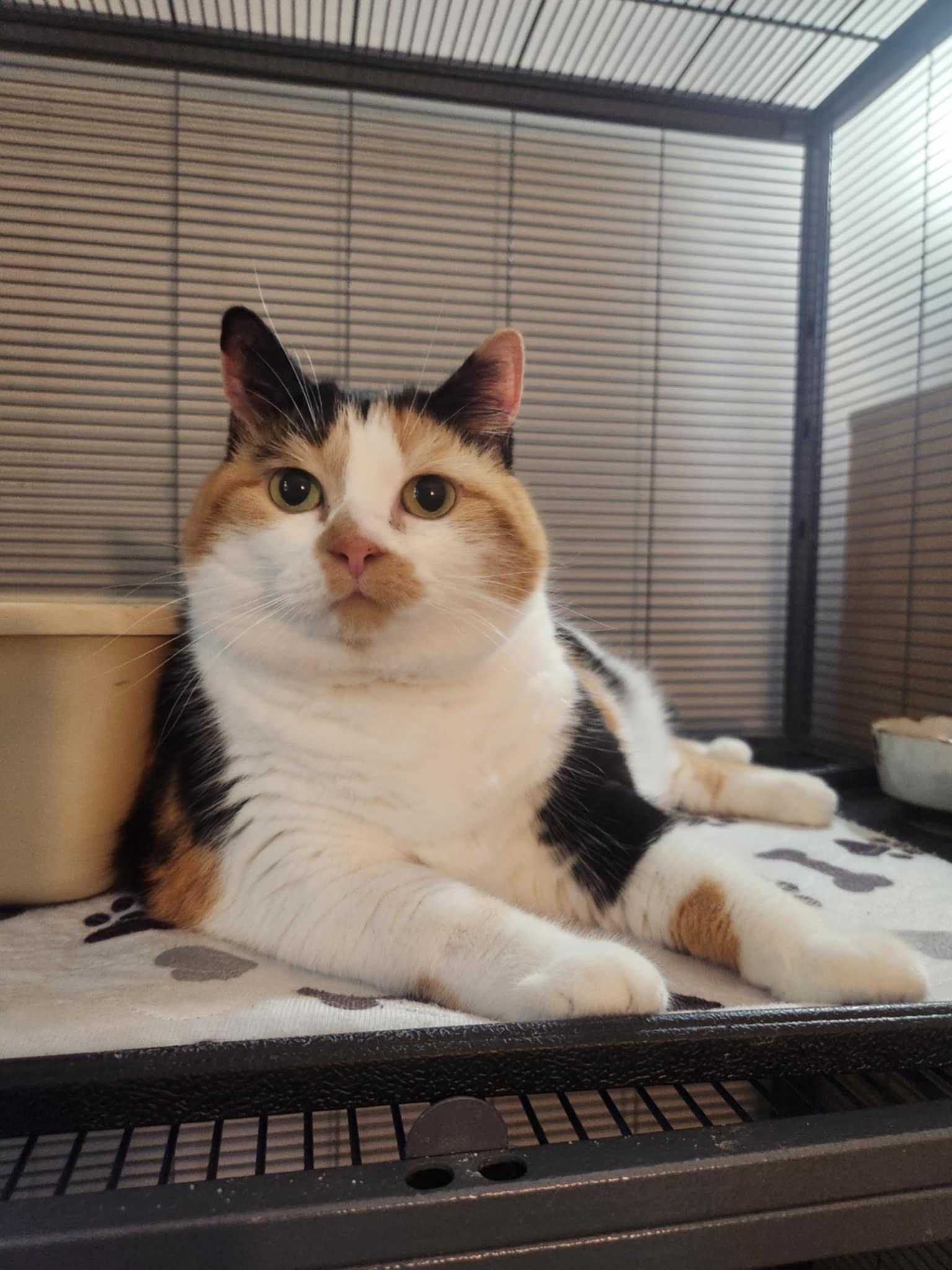 Polly, a Adoptable mixed breed in Seaford, DE image 3/3