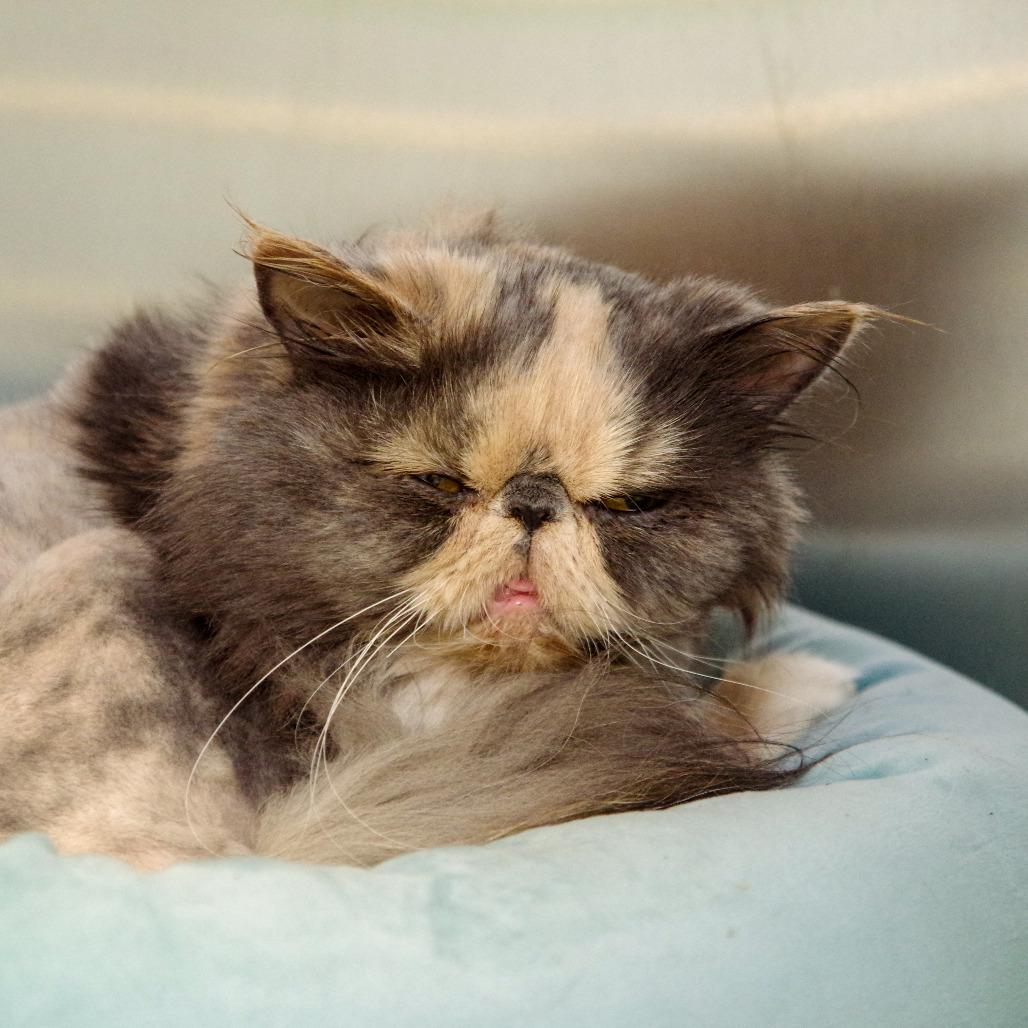 Grouchy, Adopted, Adult Female Persian.
