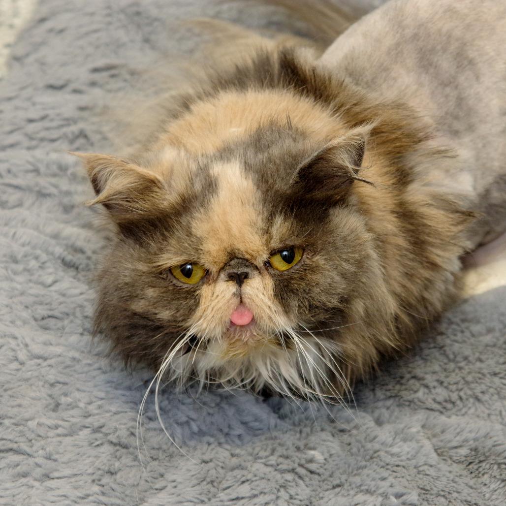 Enlarge Grouchy, a Adopted Persian in Scituate, MA image 2/6