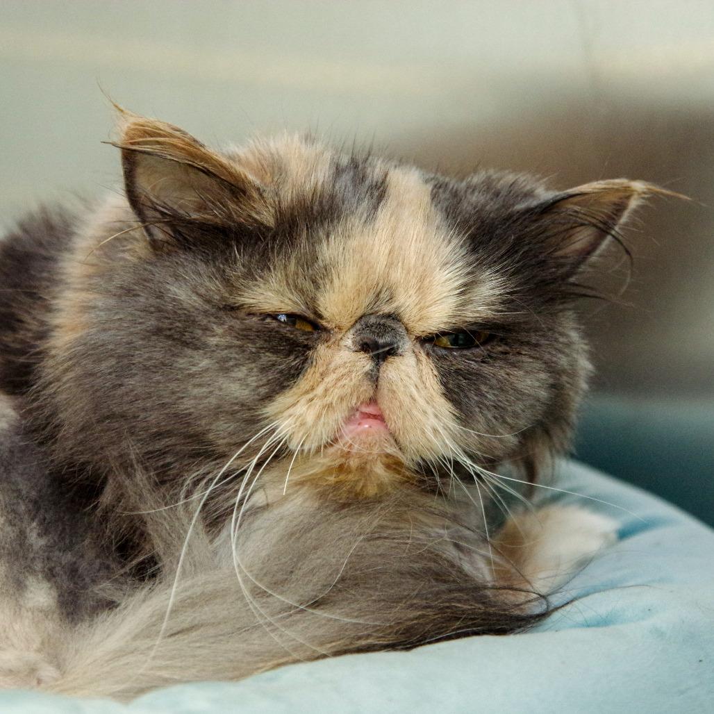 Enlarge Grouchy, a Adopted Persian in Scituate, MA image 3/6