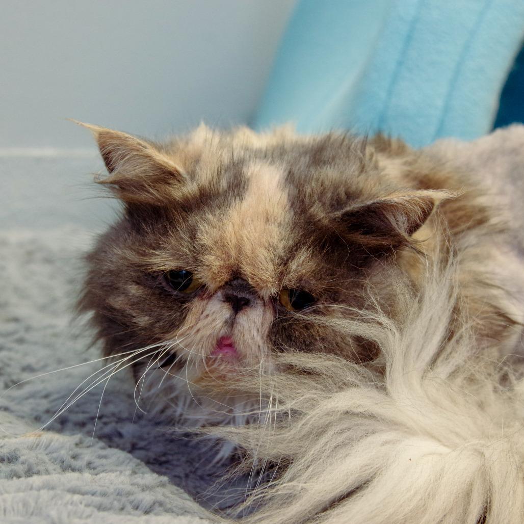 Enlarge Grouchy, a Adopted Persian in Scituate, MA image 4/6