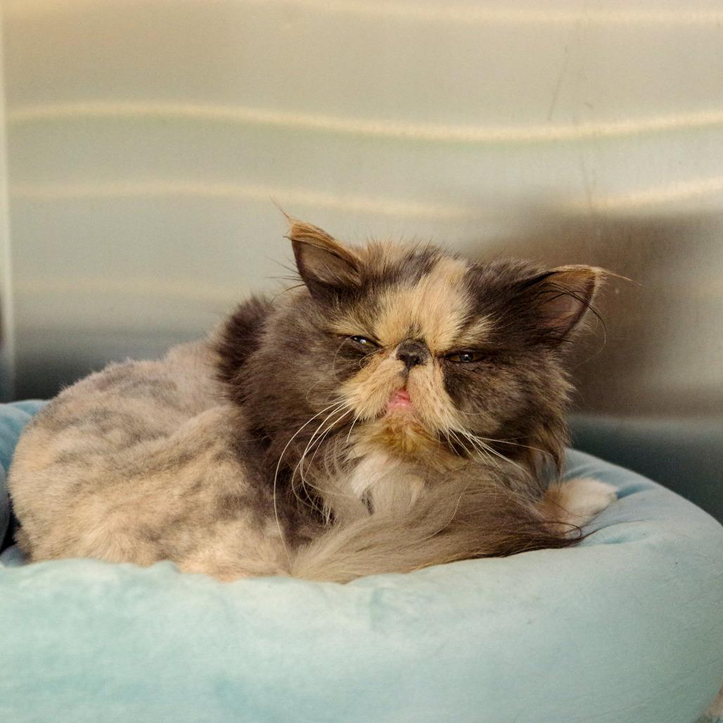 Enlarge Grouchy, a Adopted Persian in Scituate, MA image 5/6