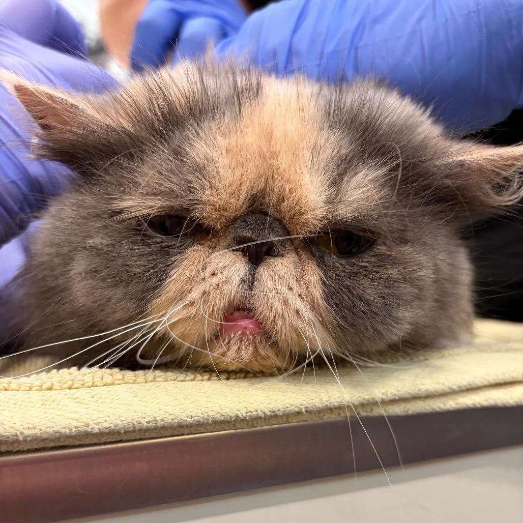Enlarge Grouchy, a Adopted Persian in Scituate, MA image 6/6