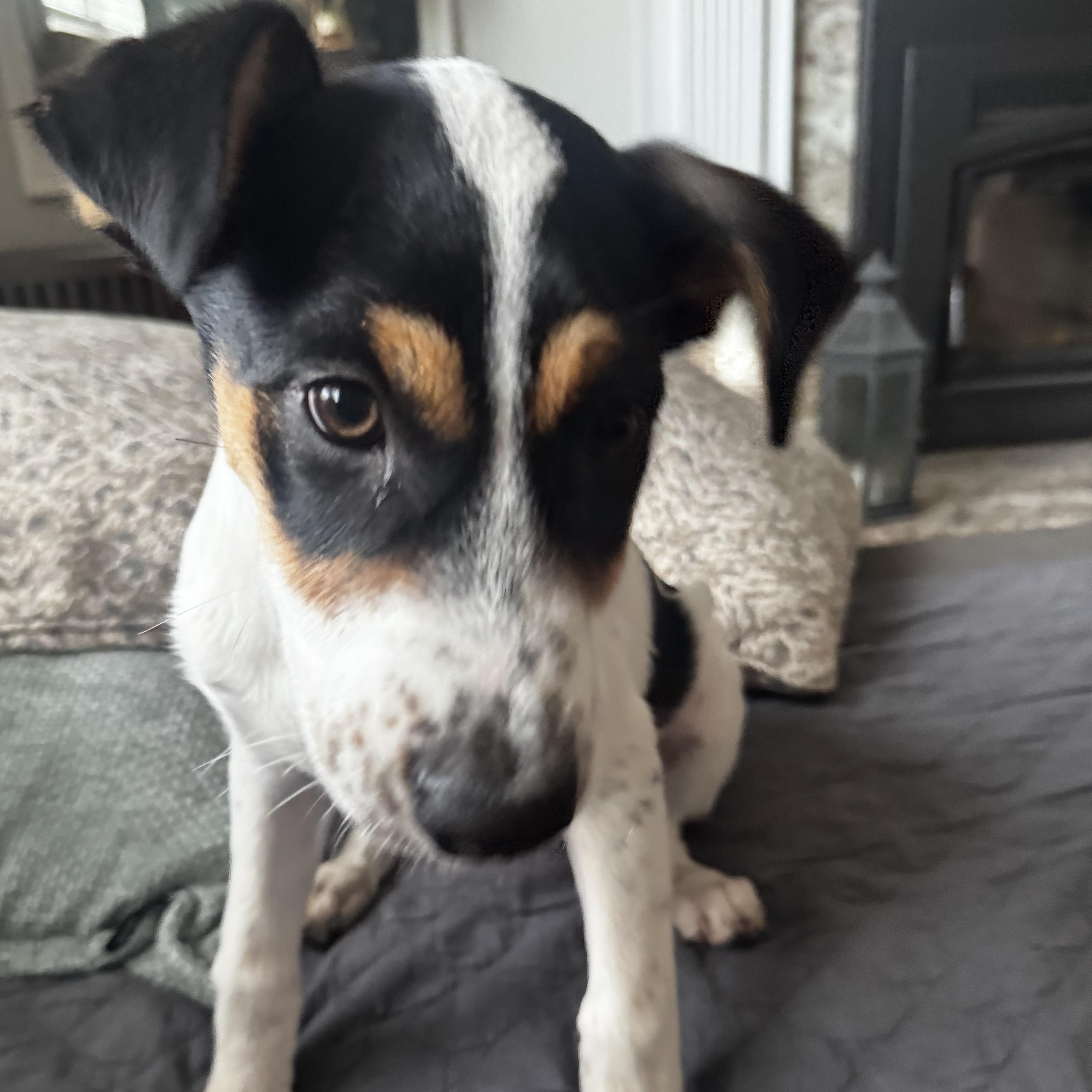 Enlarge Lola, a Adoptable mixed breed in Guilford, CT image 4/5