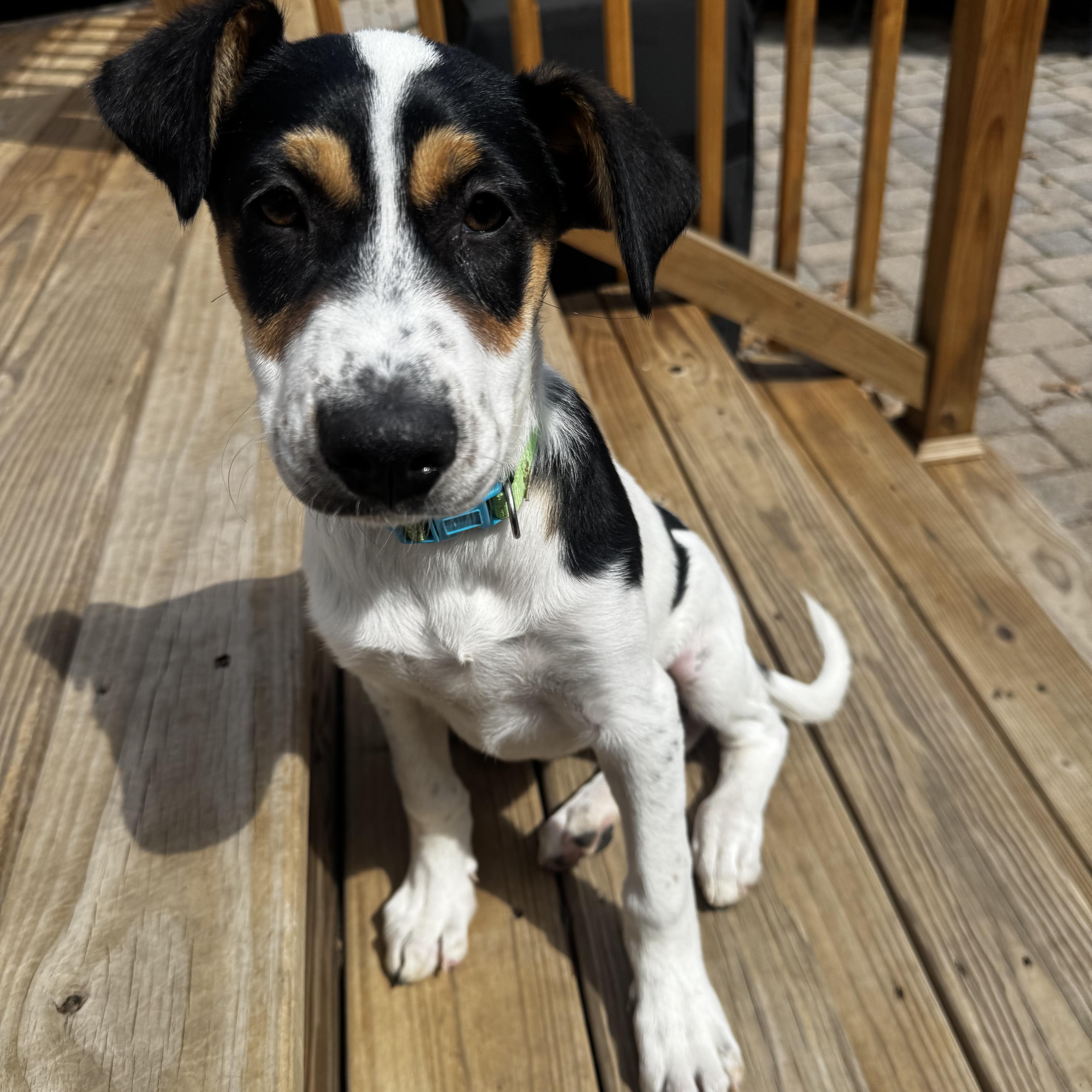 Enlarge Lola, a Adoptable mixed breed in Guilford, CT image 3/5