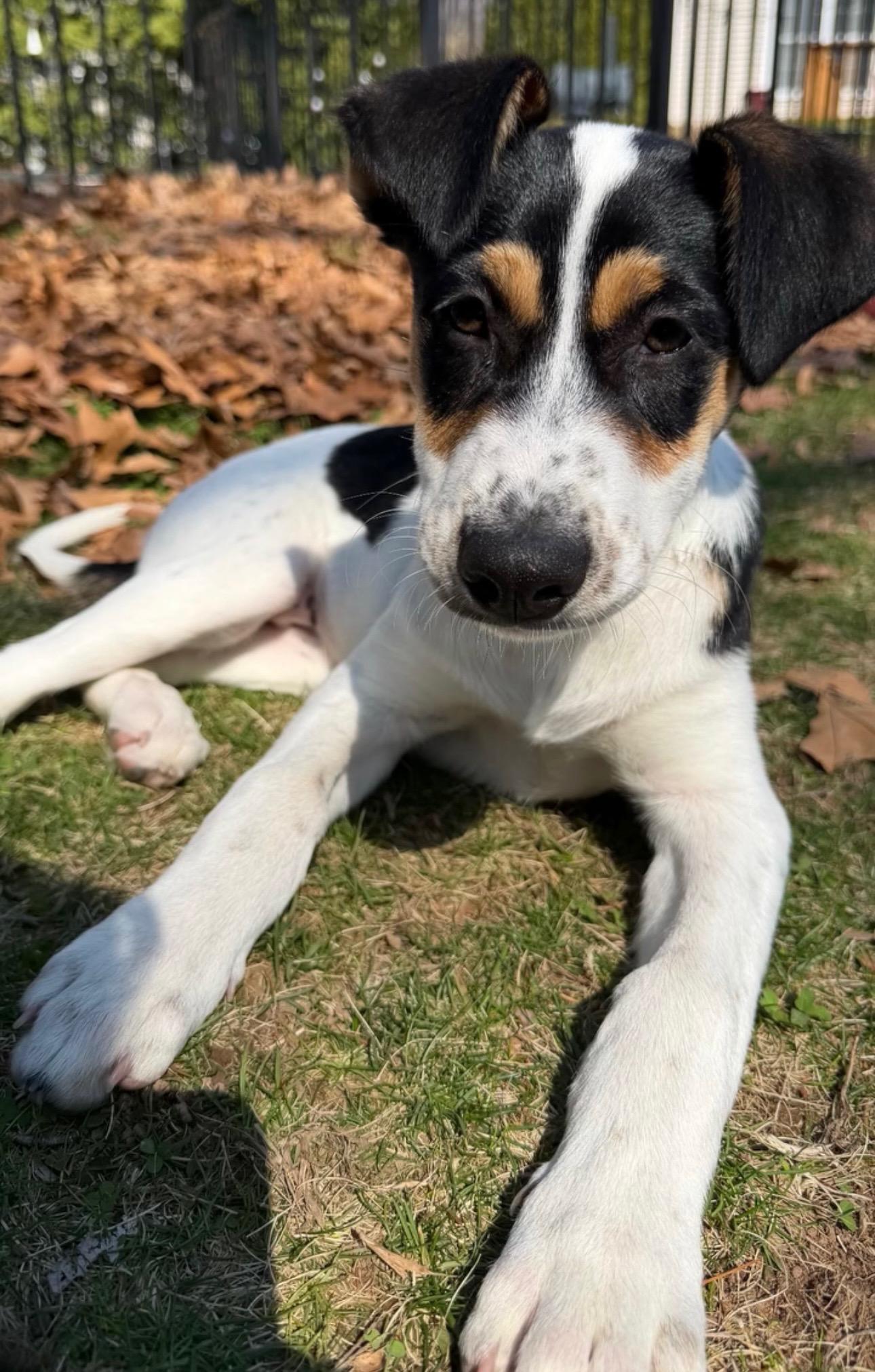 Lola, Adoptable, Puppy Female Terrier.