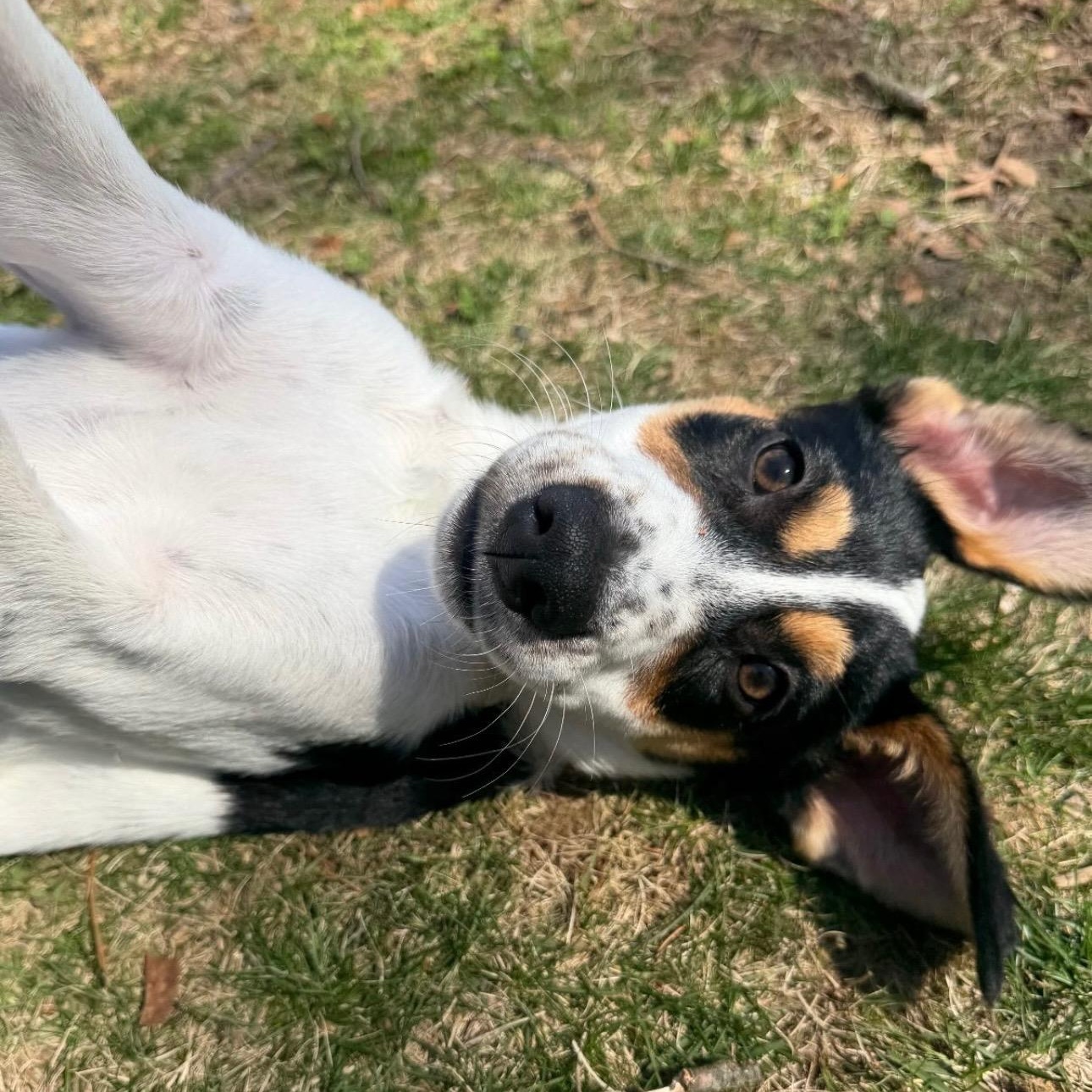 Enlarge Lola, a Adoptable mixed breed in Guilford, CT image 5/5