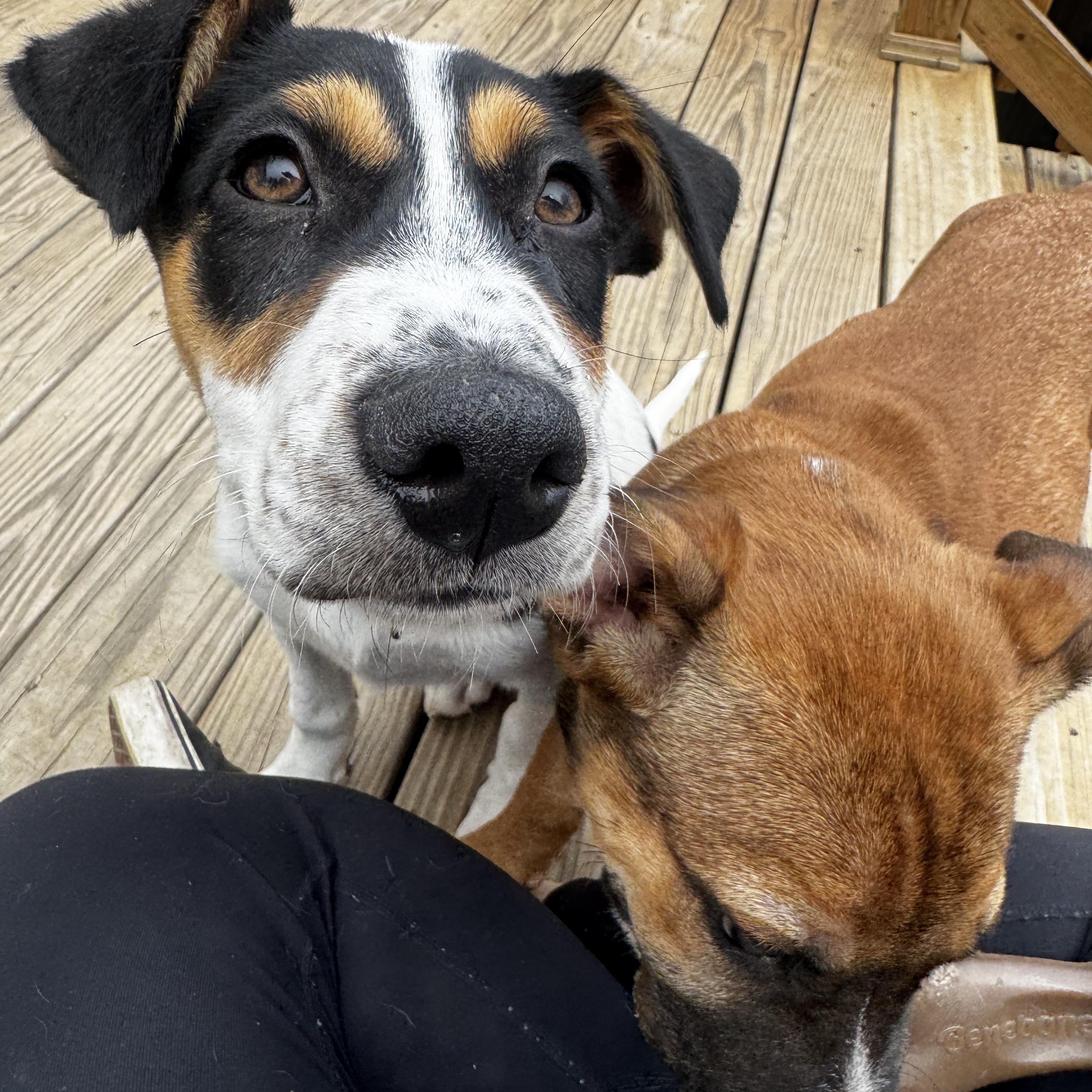 Enlarge Lola, a Adoptable mixed breed in Guilford, CT image 2/5