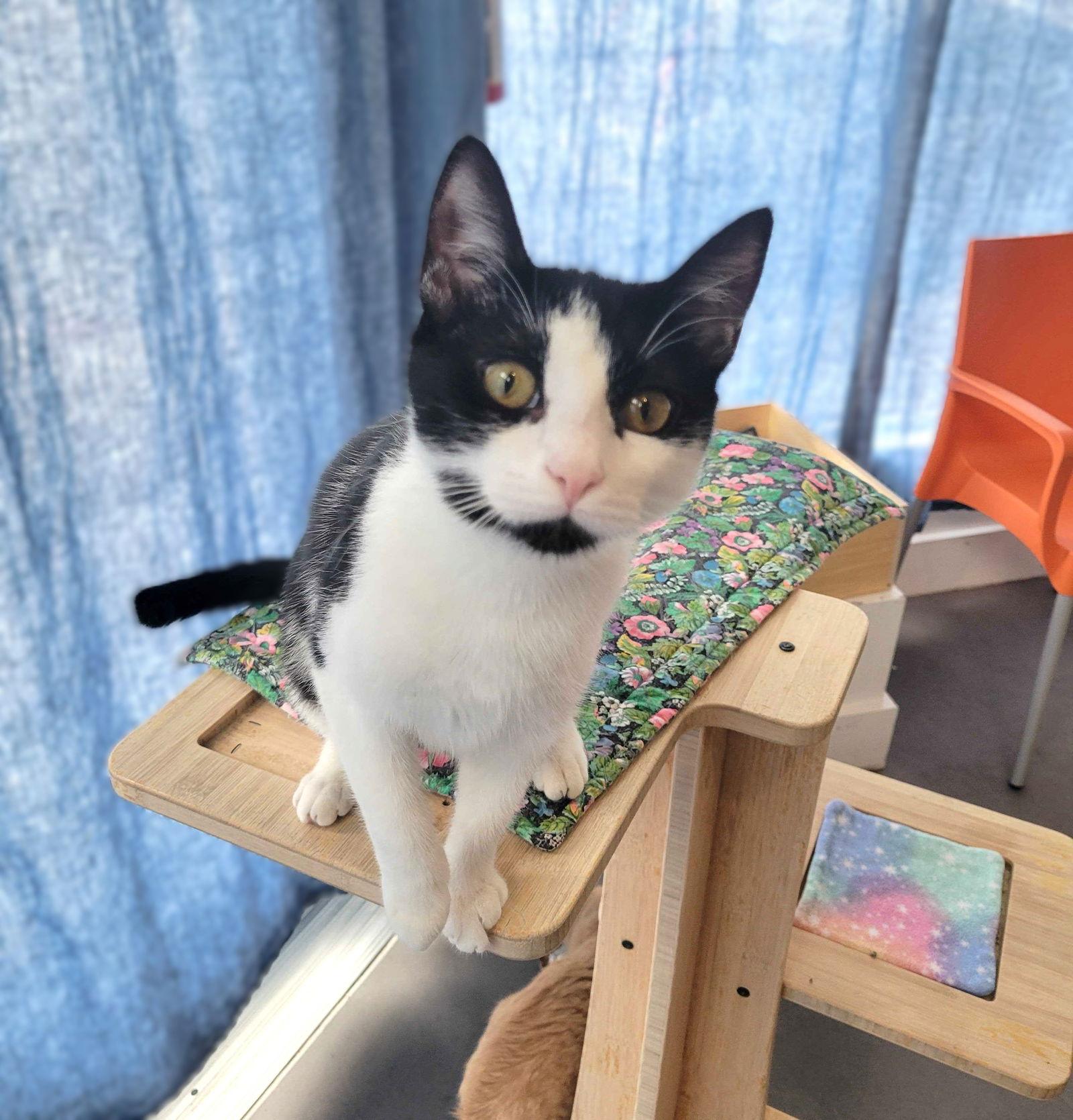 Kilo (bonded with Obie), Adopted, Kitten Female Tuxedo & Domestic Short Hair.