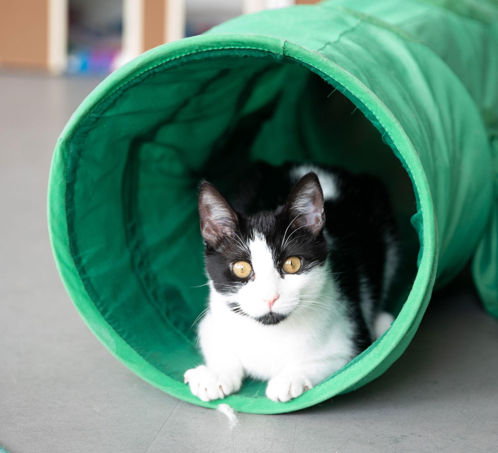 Kilo (bonded with Obie), a Adopted mixed breed in Oakland, CA image 2/3