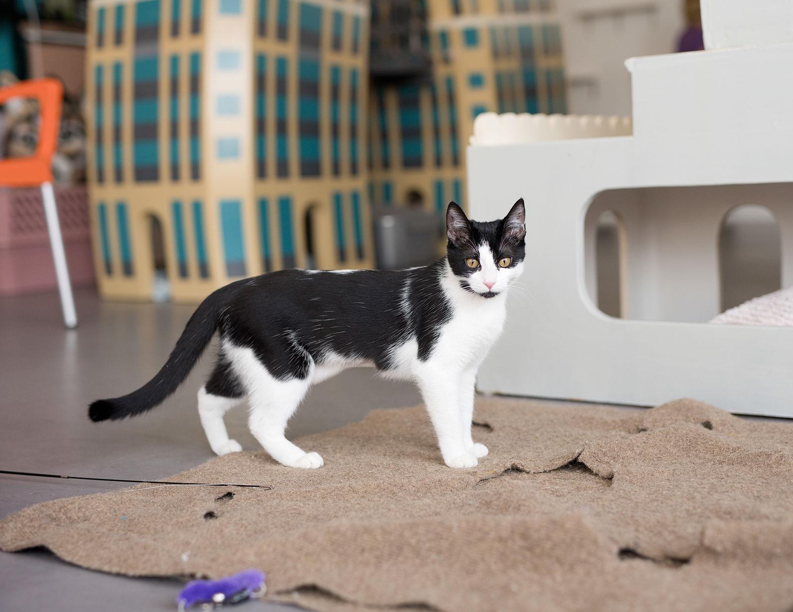 Kilo (bonded with Obie), a Adopted mixed breed in Oakland, CA image 3/3