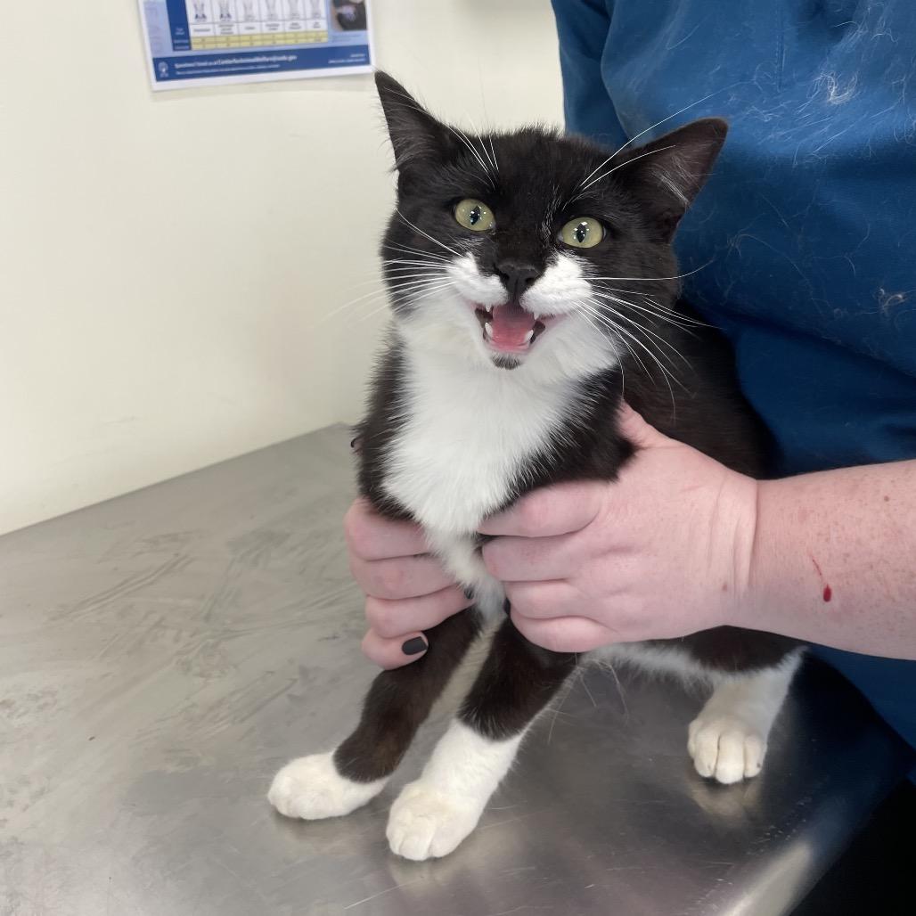 Hershey, Adoptable, Kitten Male Domestic Medium Hair & Domestic Medium Hair.