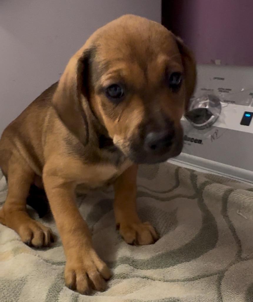 Littlefoot, Adoptable, Young Female Mixed Breed.