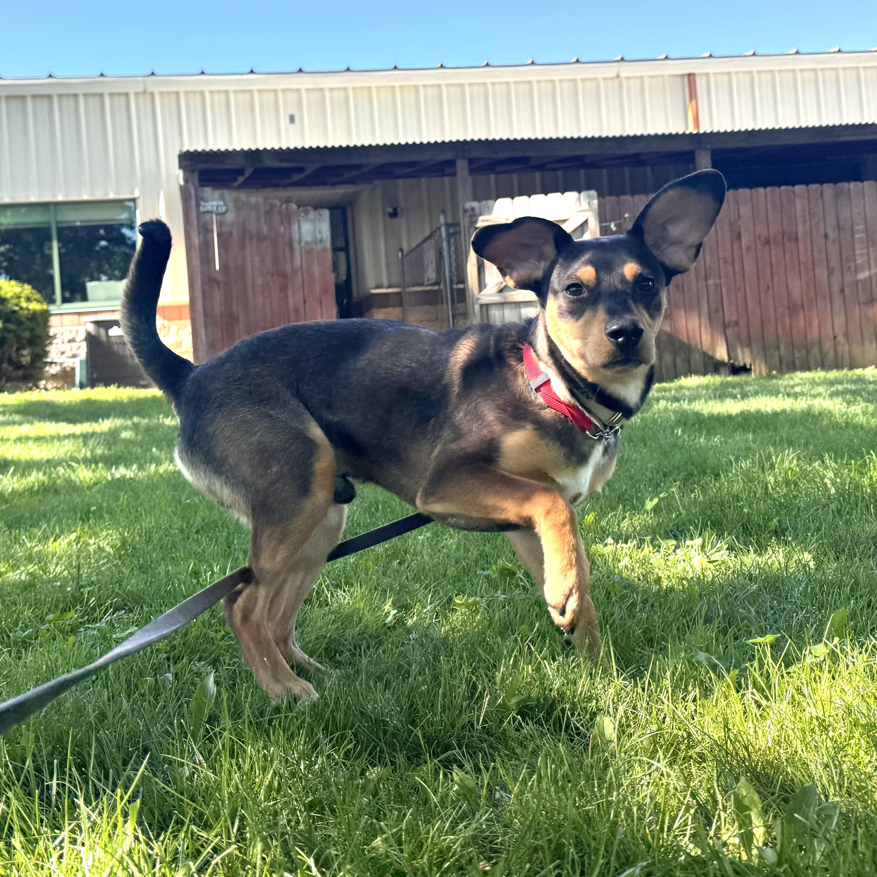 Archie, adopted, Young Male Hound.