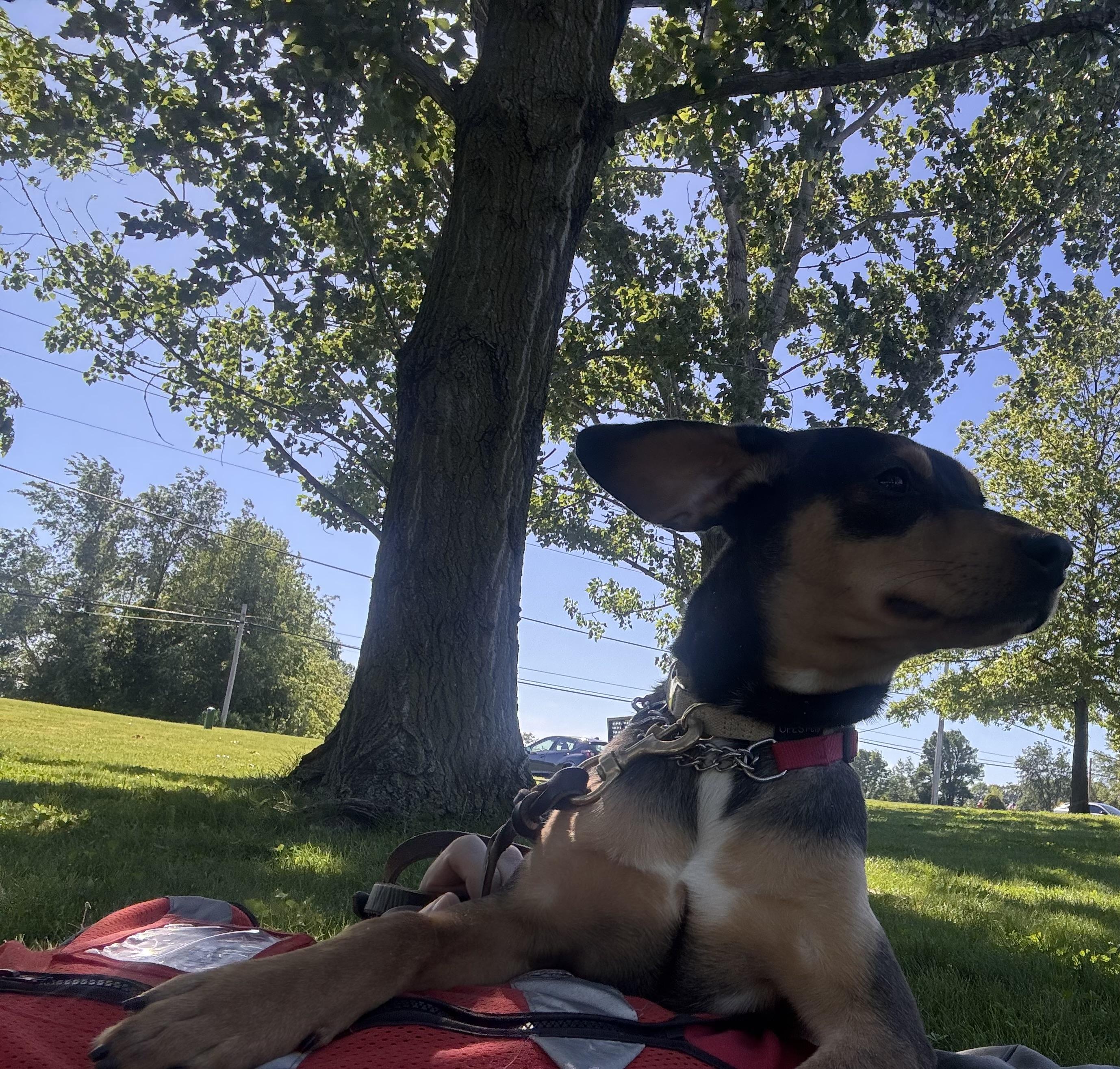 Enlarge Archie, an adopted mixed breed in Elyria, OH image 2/3