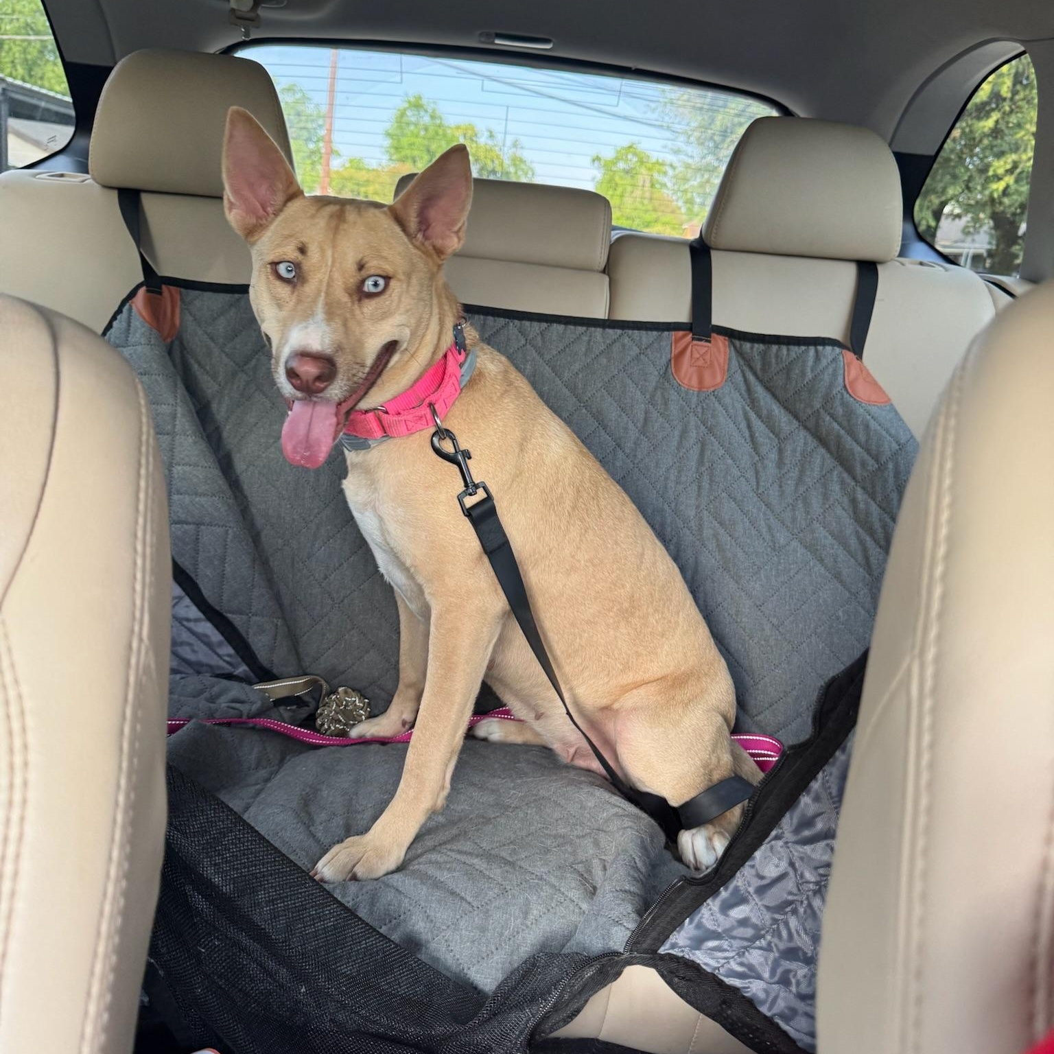 Honeycomb, a Adoptable mixed breed in Spring, TX image 4/6