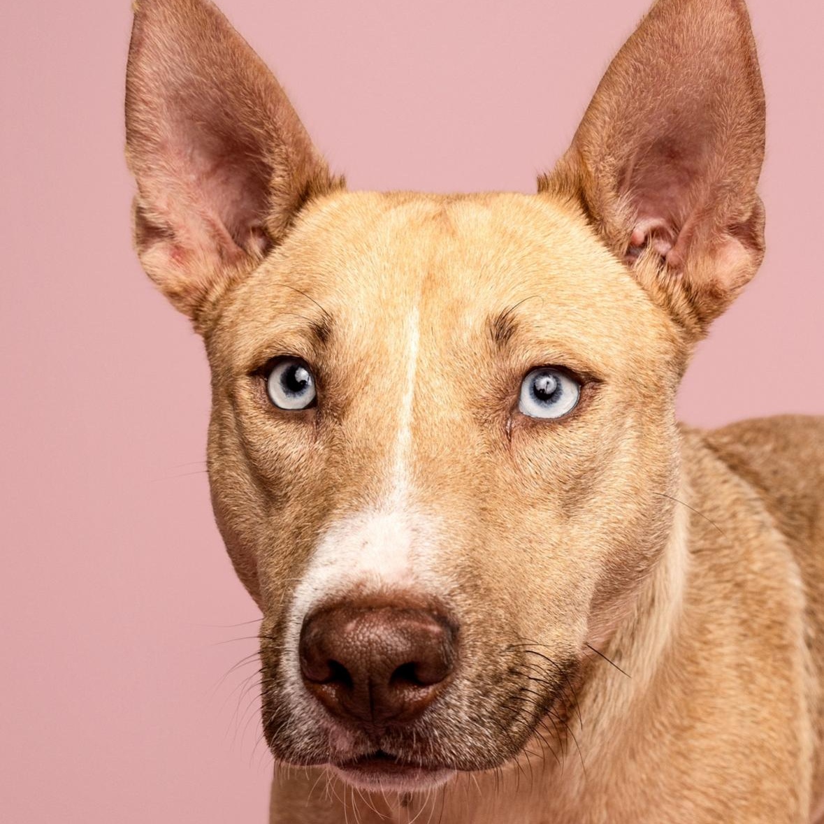 Honeycomb, a Adoptable mixed breed in Spring, TX image 2/6