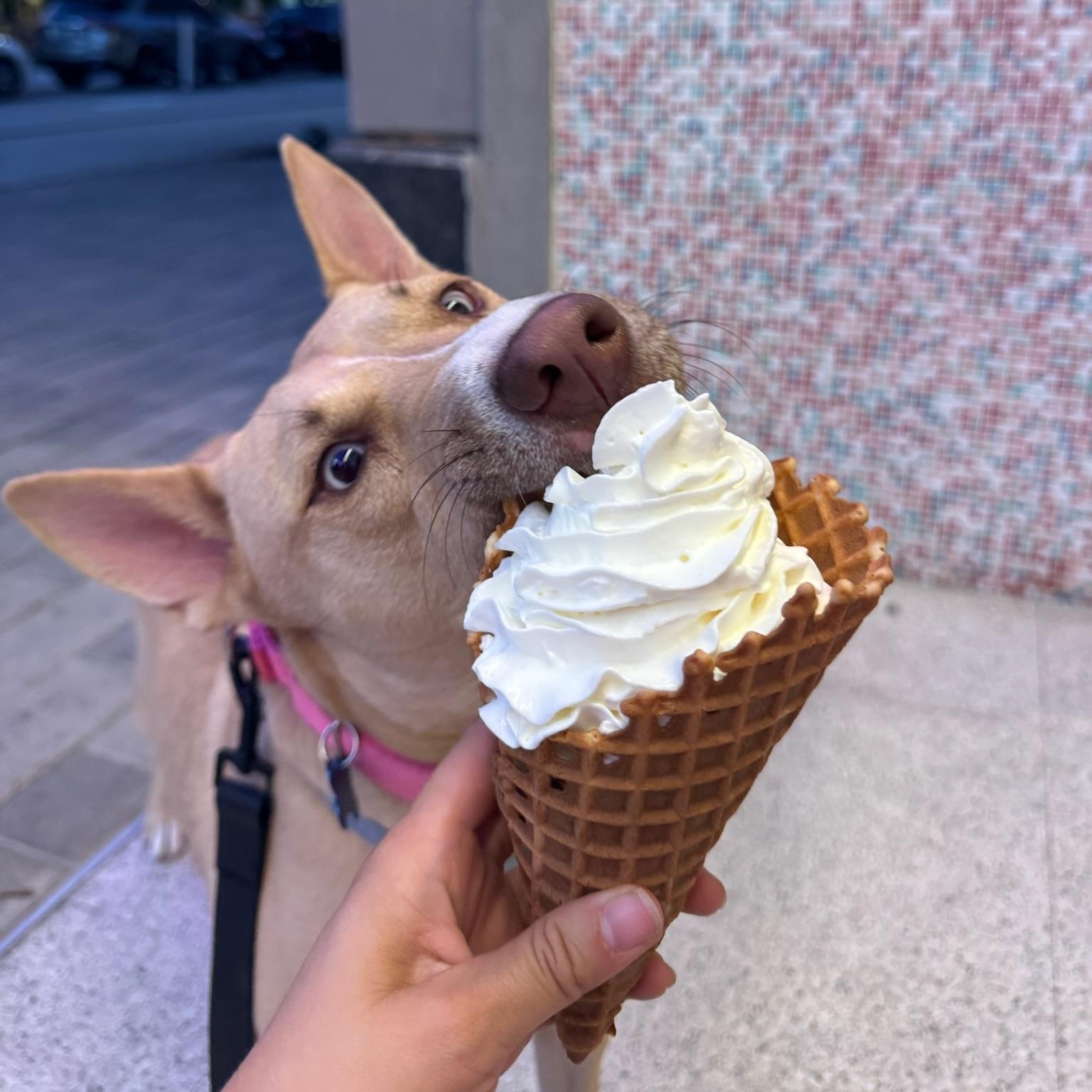 Honeycomb, a Adoptable mixed breed in Spring, TX image 5/6